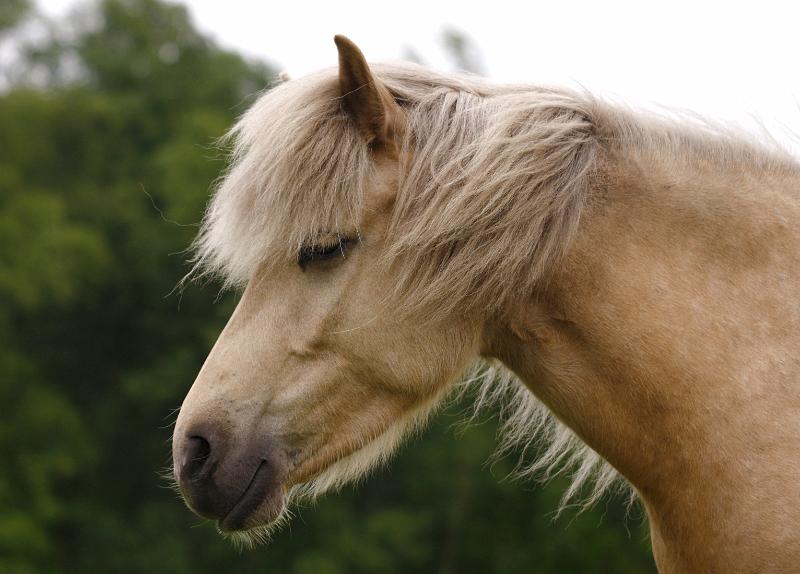 Ljoska von Heidmoor (4).jpg